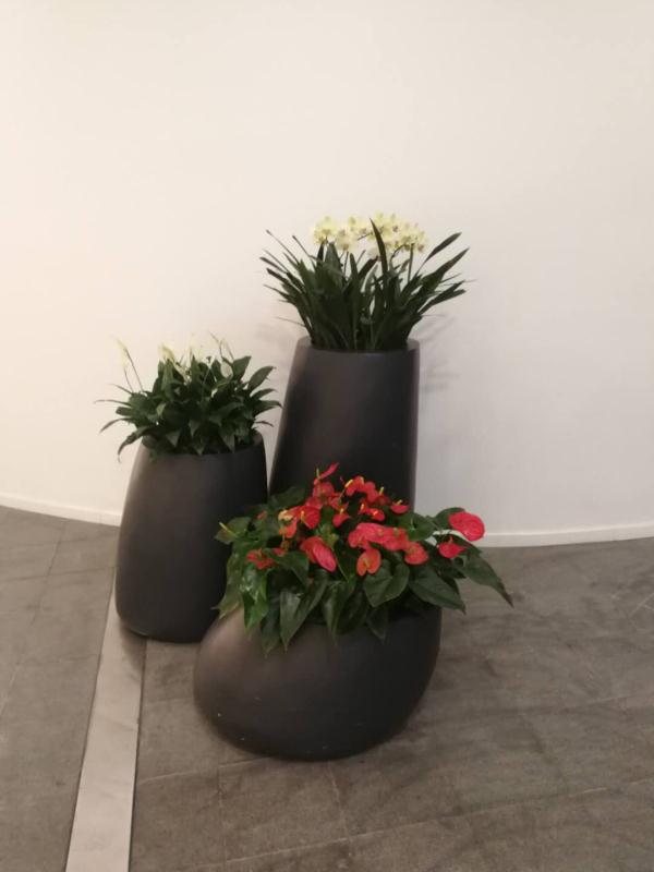 绿植租赁组合