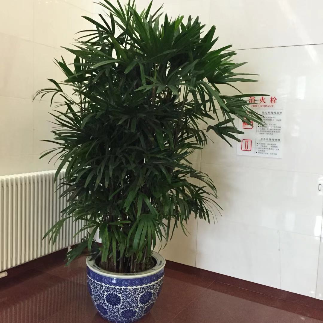棕竹