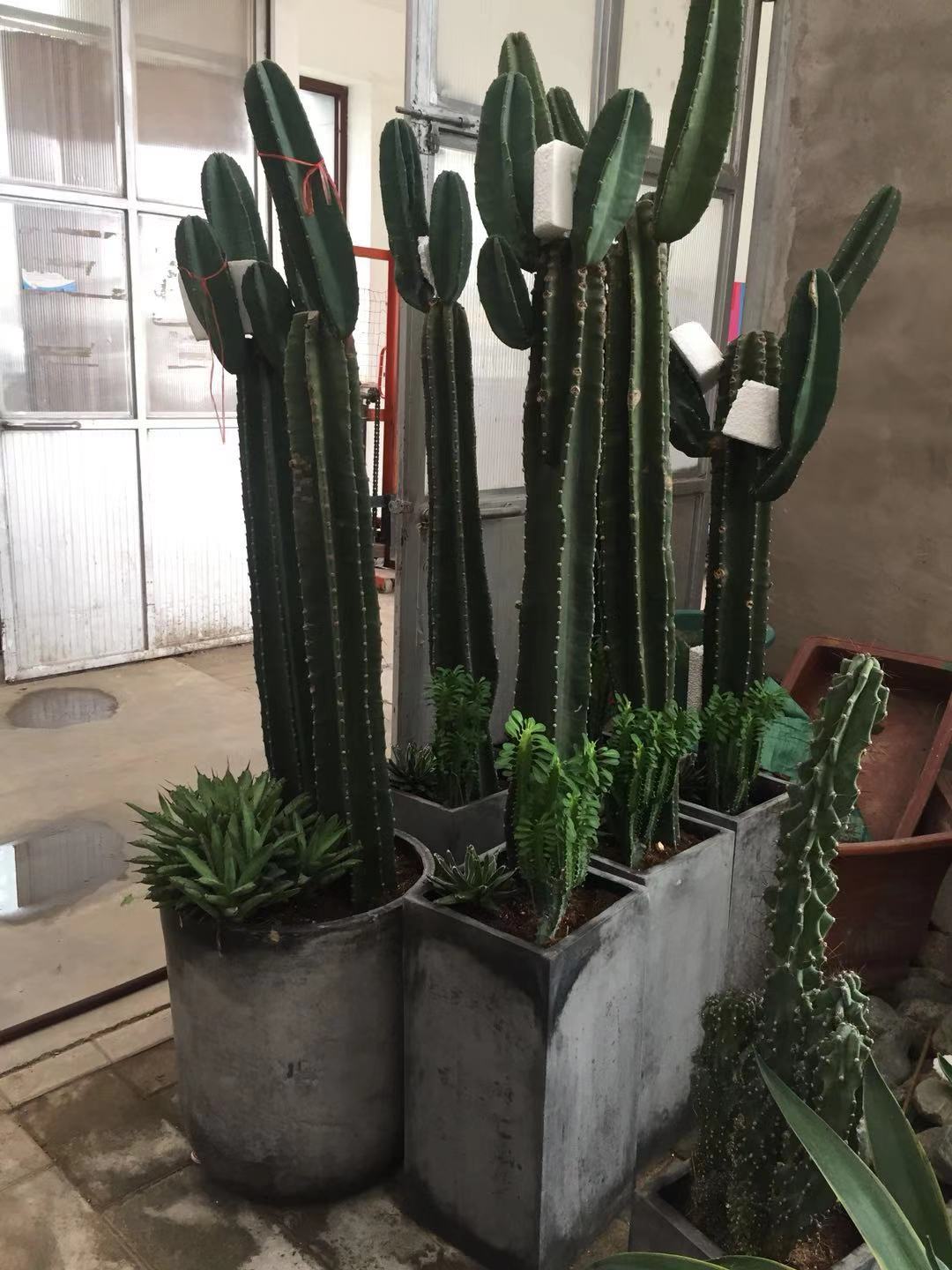 仙人柱