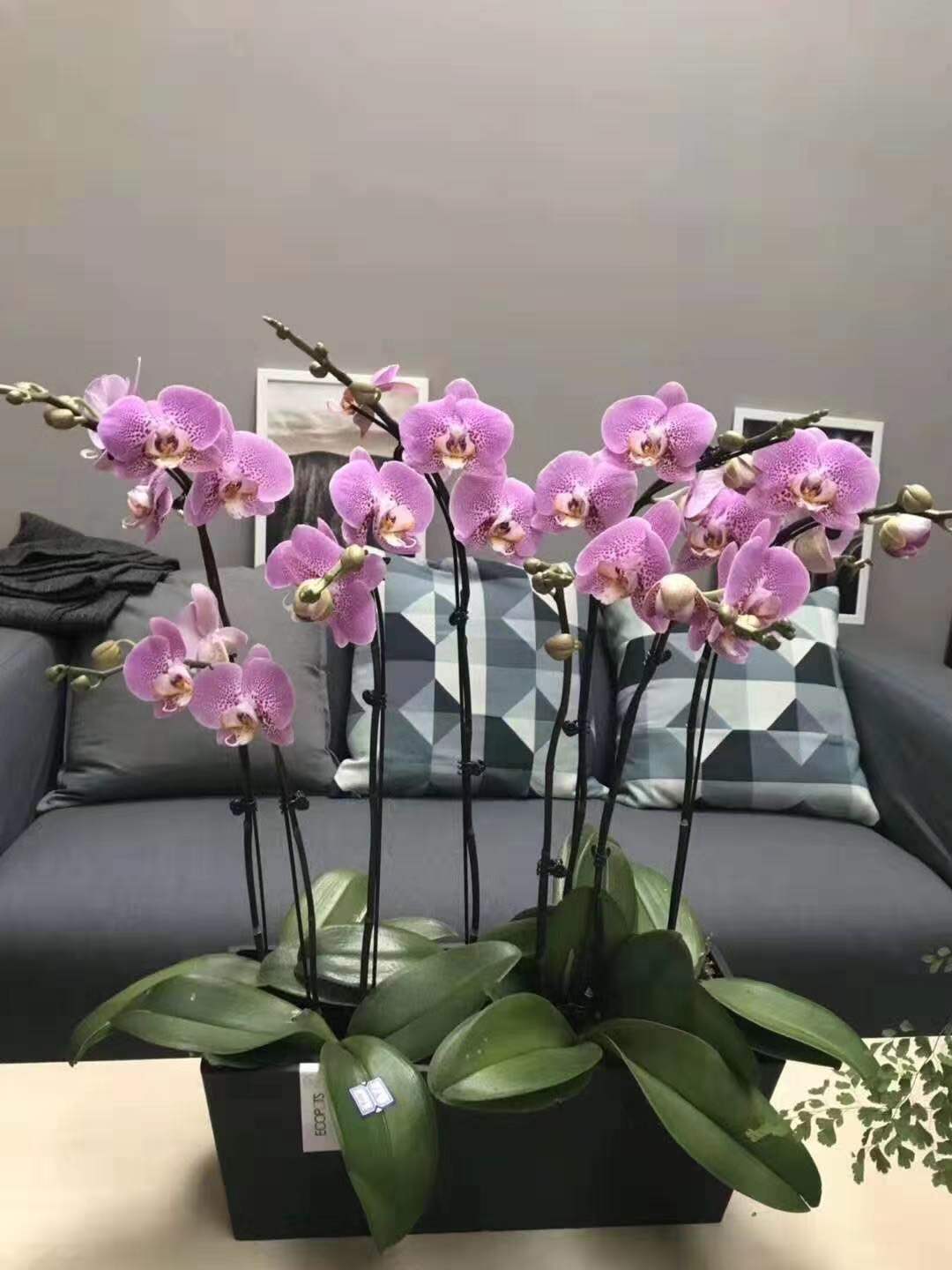 蝴蝶兰组合