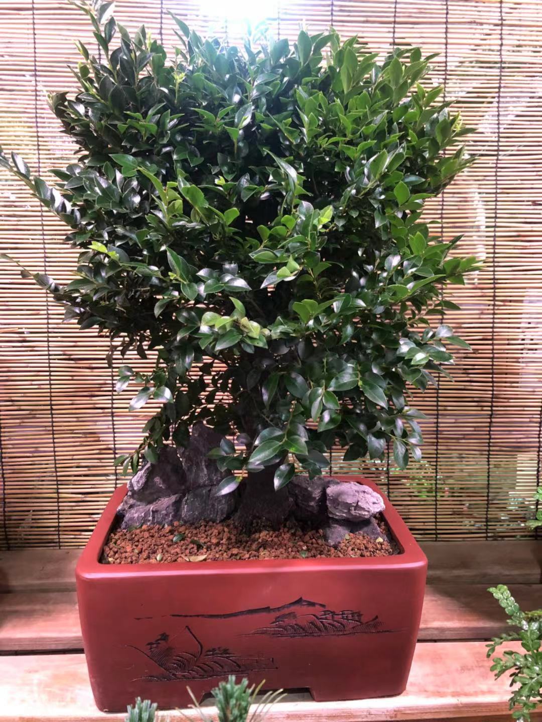 小叶紫檀盆景