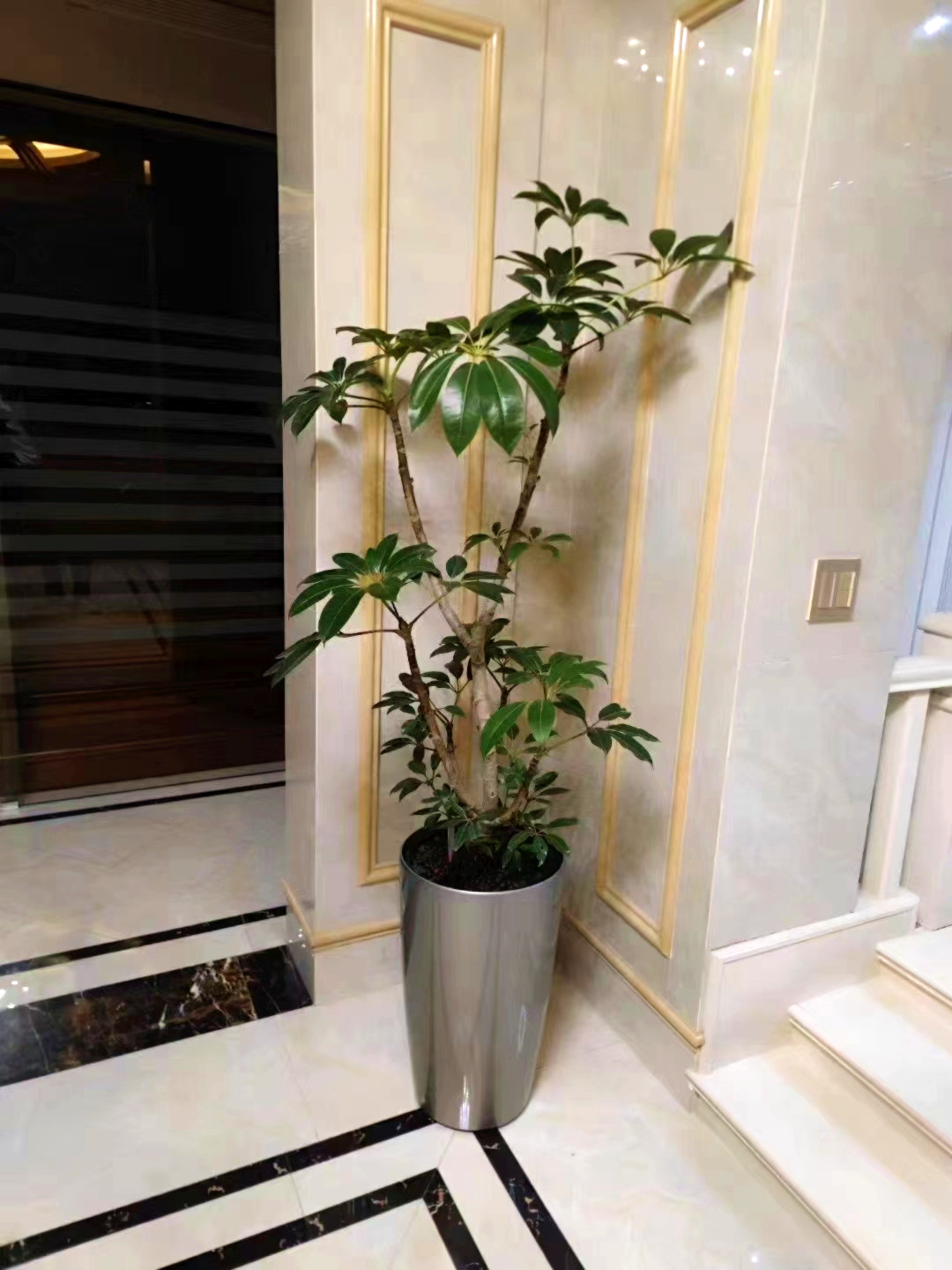 造型大叶伞